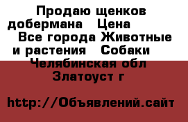 Продаю щенков добермана › Цена ­ 45 000 - Все города Животные и растения » Собаки   . Челябинская обл.,Златоуст г.